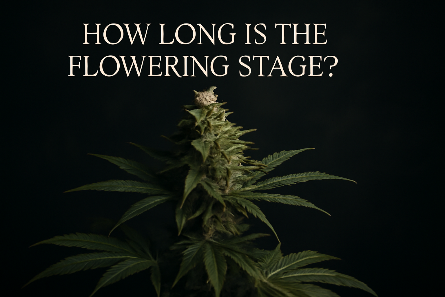 How Long Is the Flowering Stage?