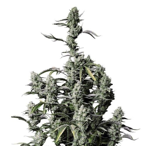 Gorilla Zkittlez Auto