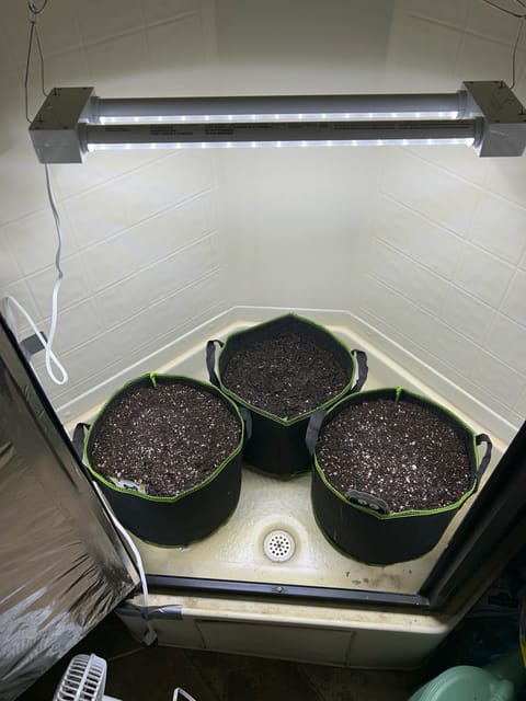 12 assed raven — germination, day 1