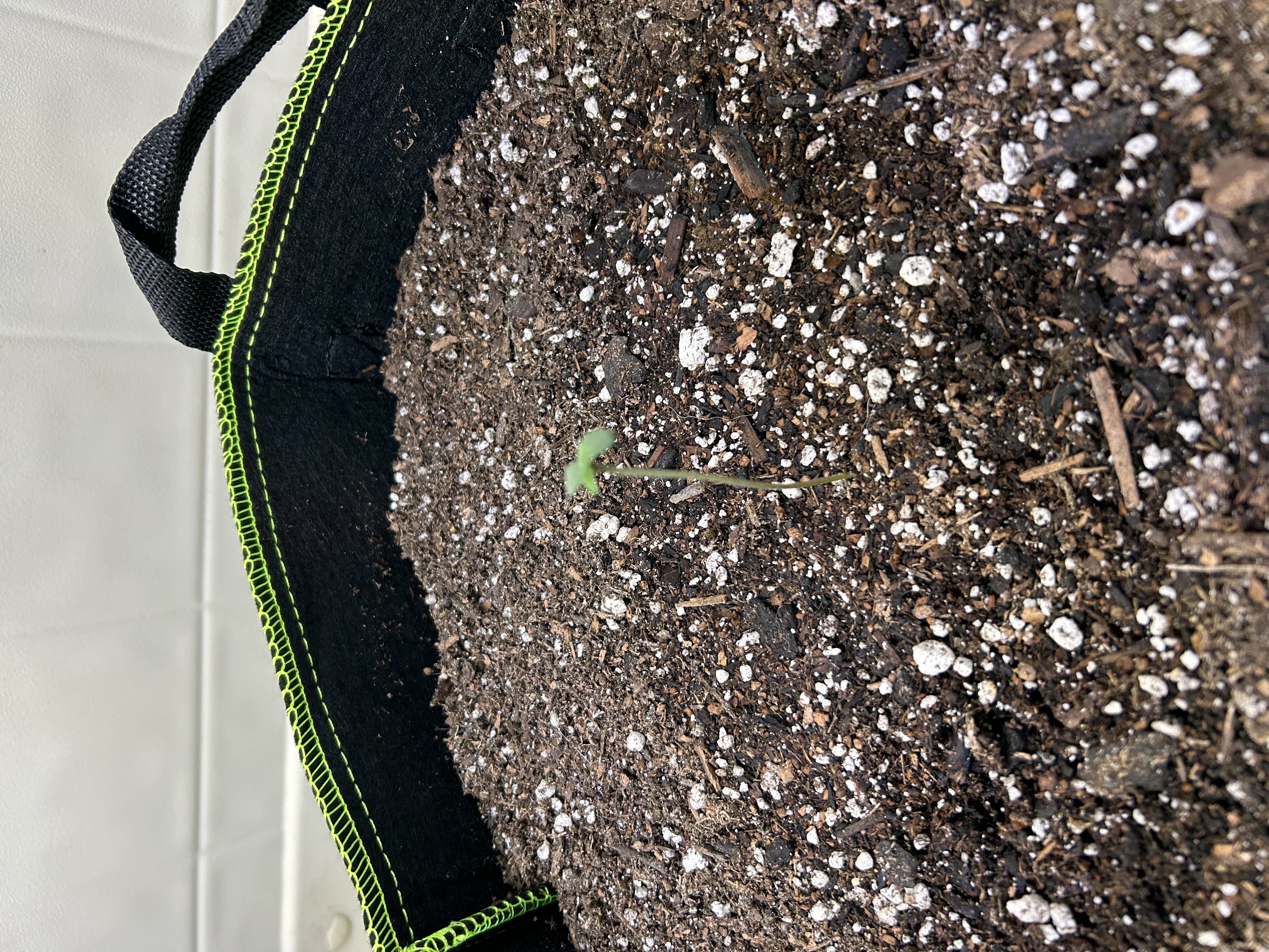 12 assed raven — germination, day 5