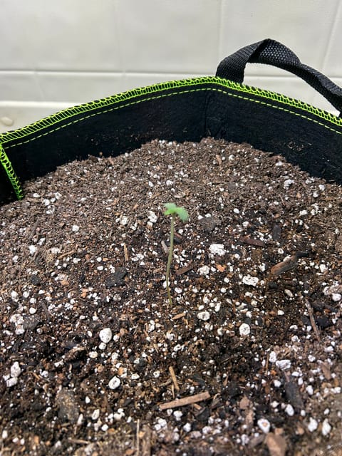 12 assed raven — germination, day 5