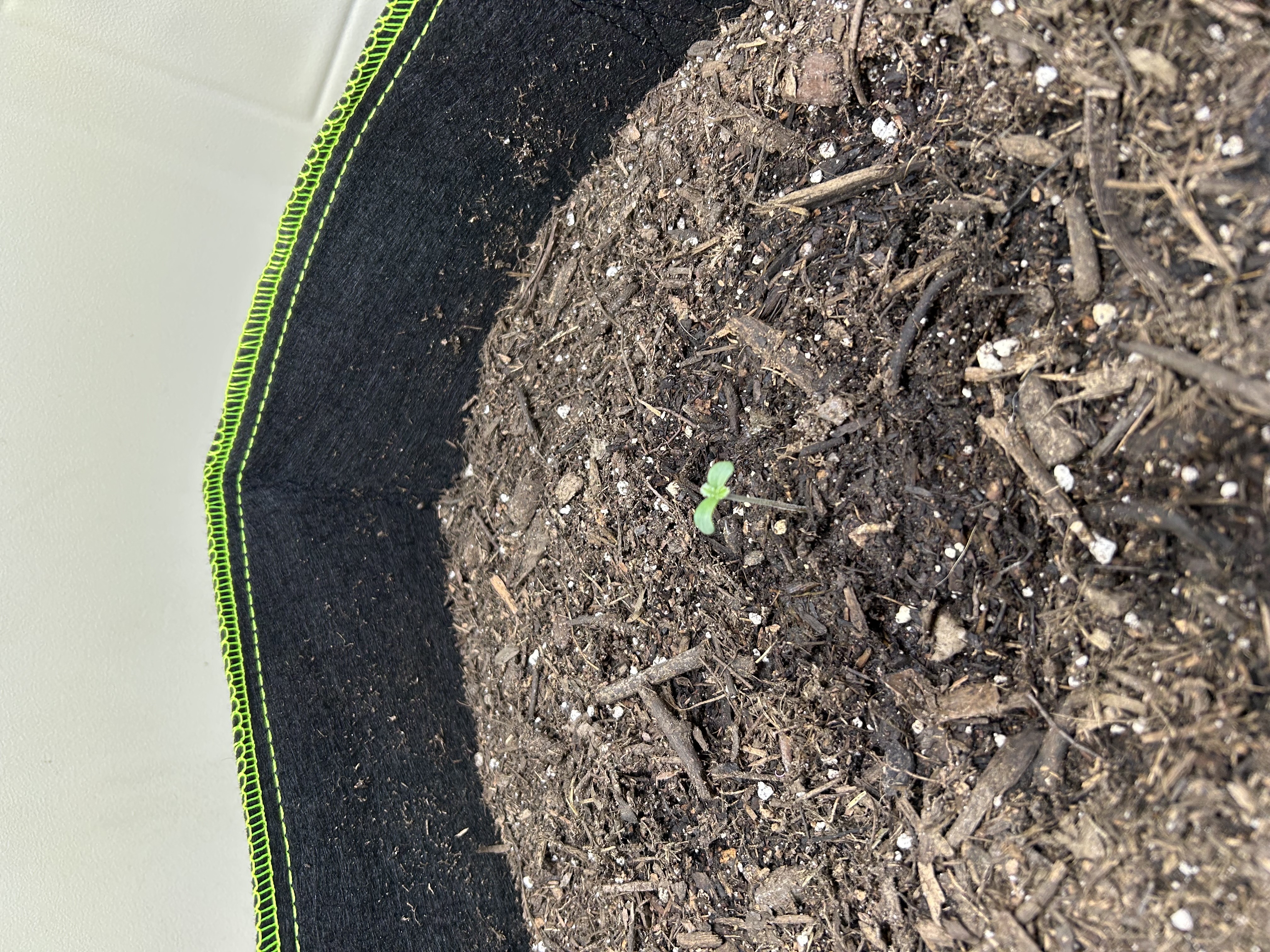 12 assed raven — germination, day 5