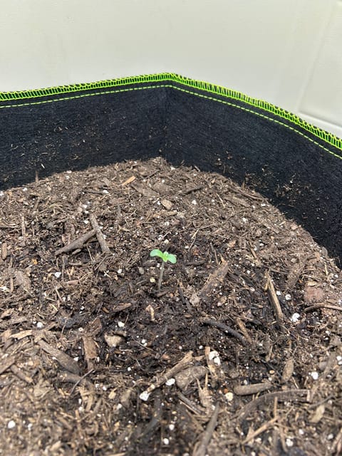 12 assed raven — germination, day 5