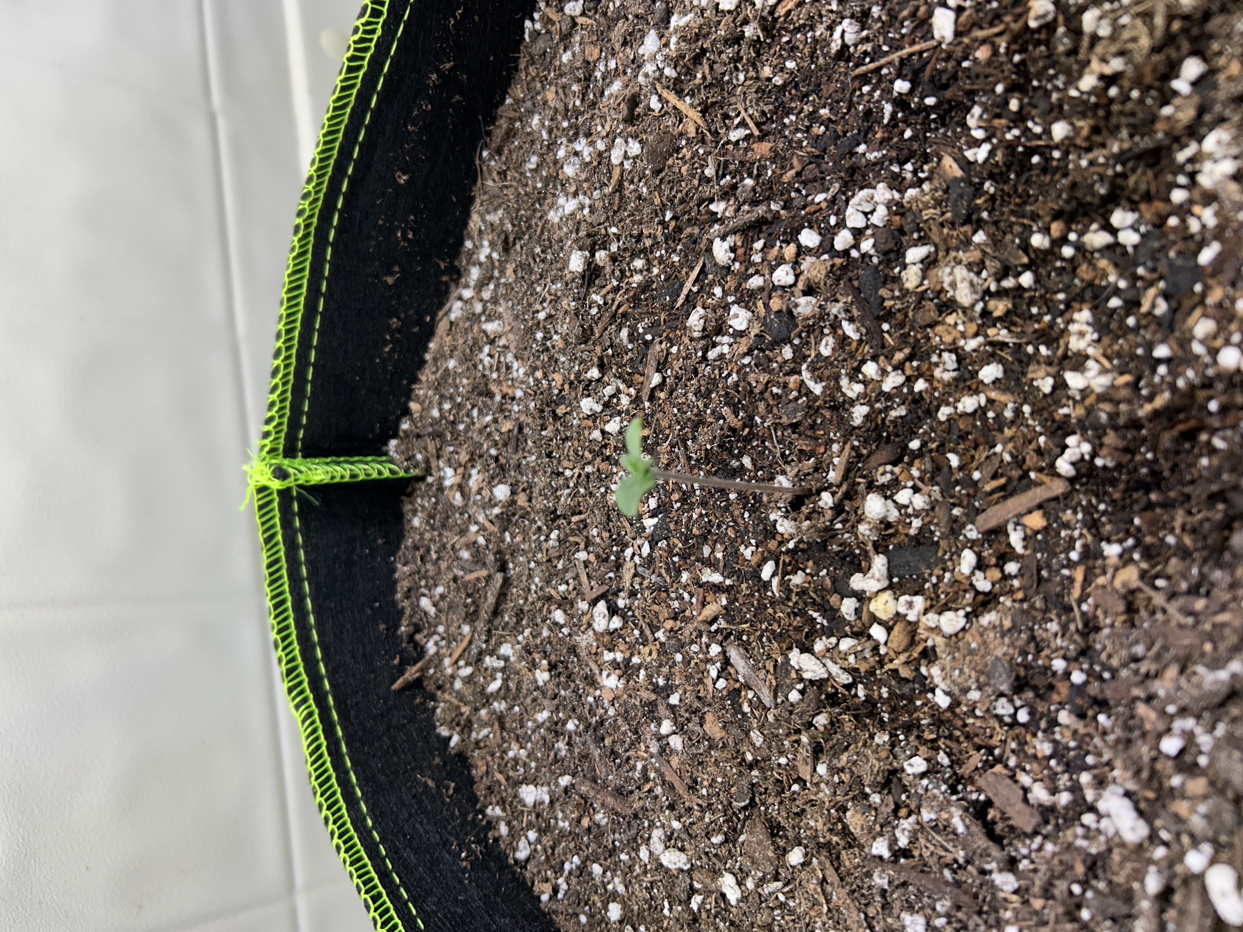 12 assed raven — germination, day 5