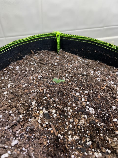 12 assed raven — germination, day 5