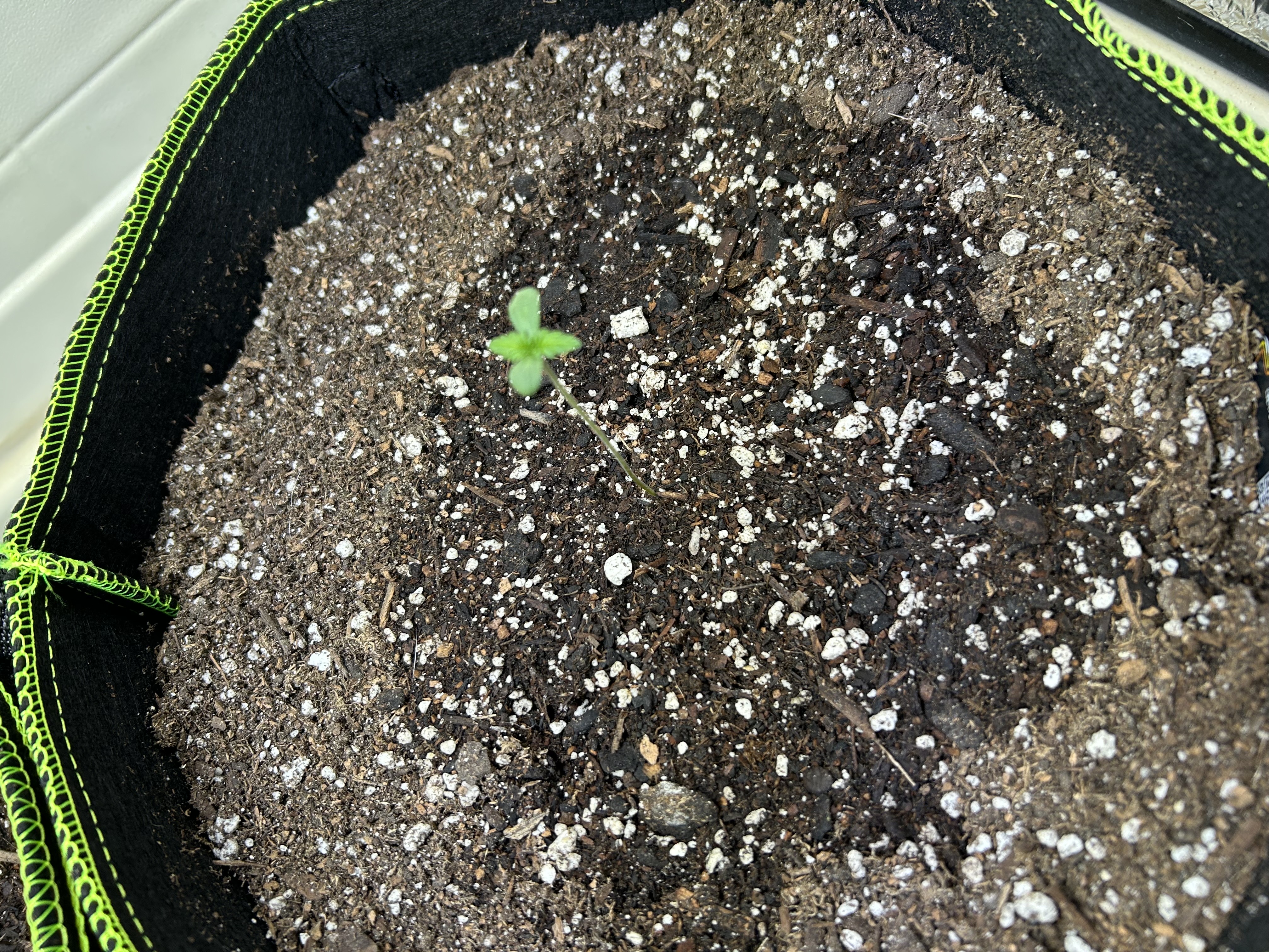 12 assed raven — germination, day 7