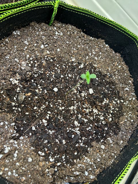 12 assed raven — germination, day 7