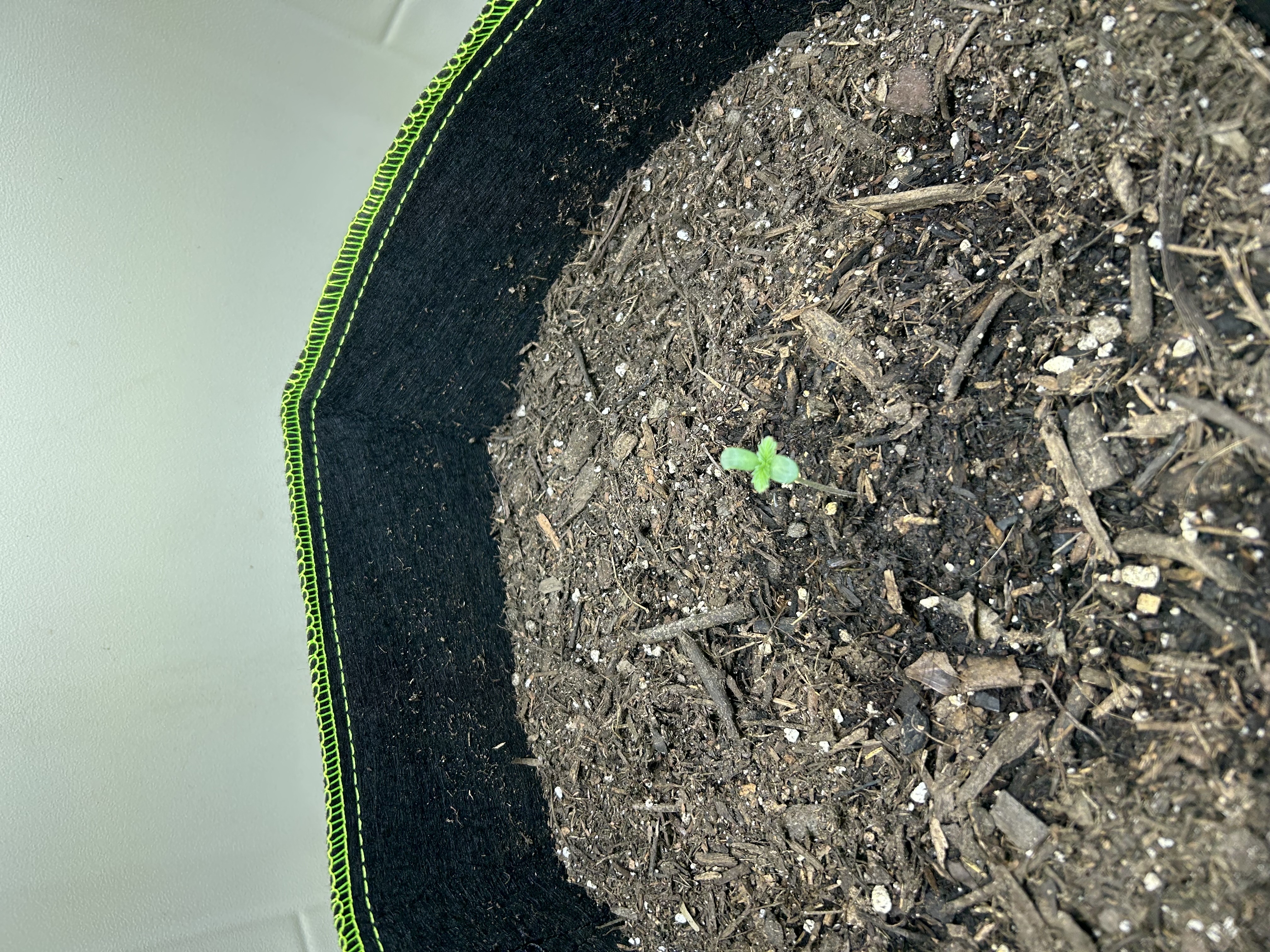 12 assed raven — germination, day 7