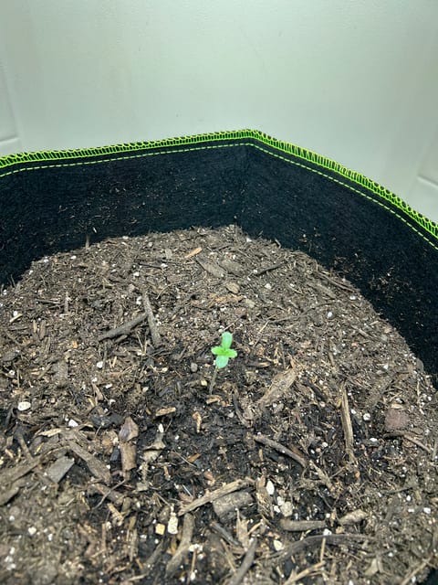 12 assed raven — germination, day 7