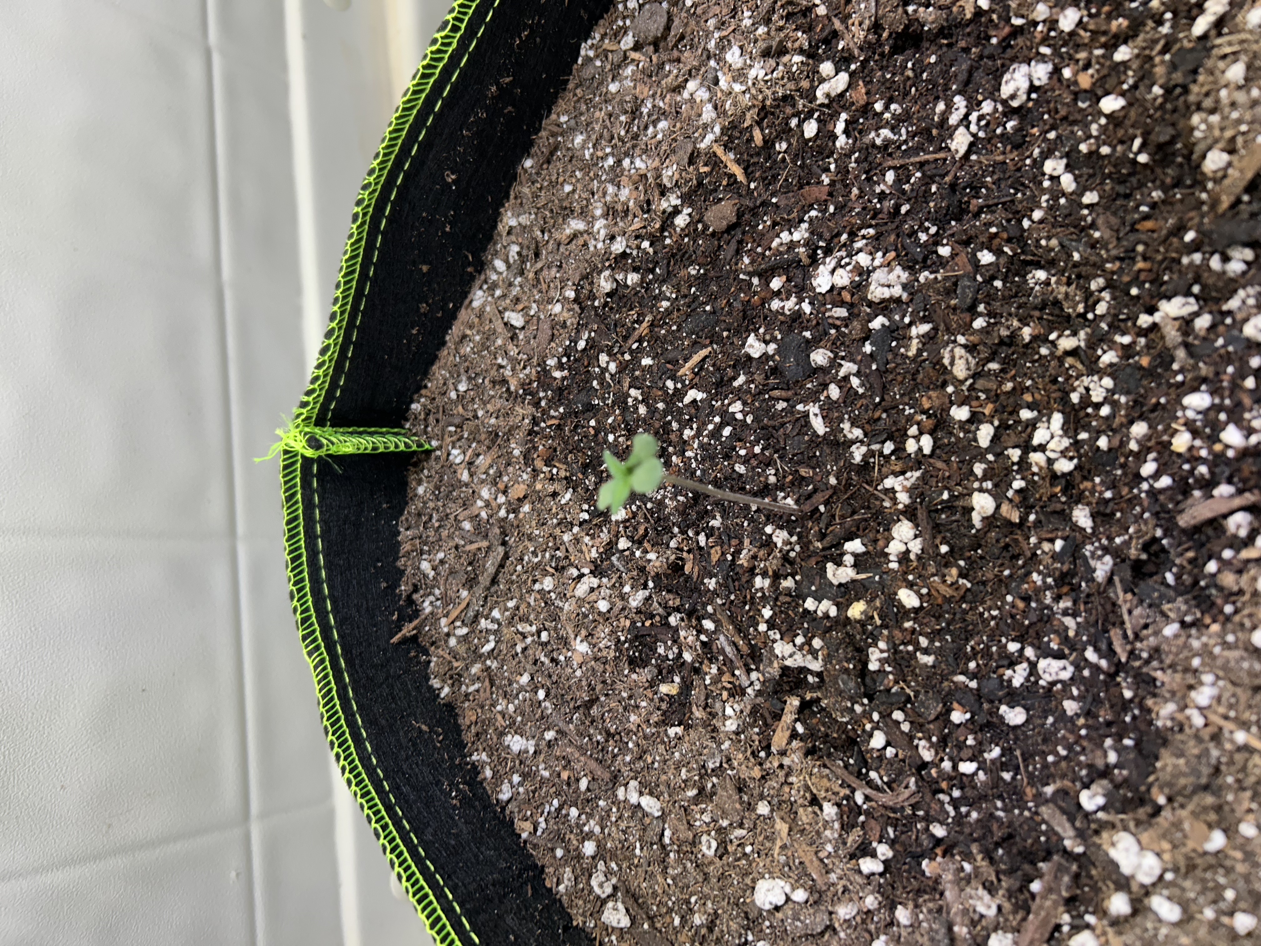 12 assed raven — germination, day 7