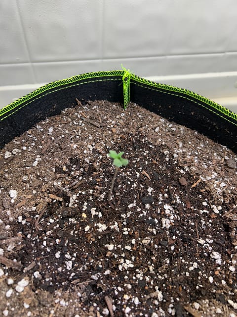 12 assed raven — germination, day 7