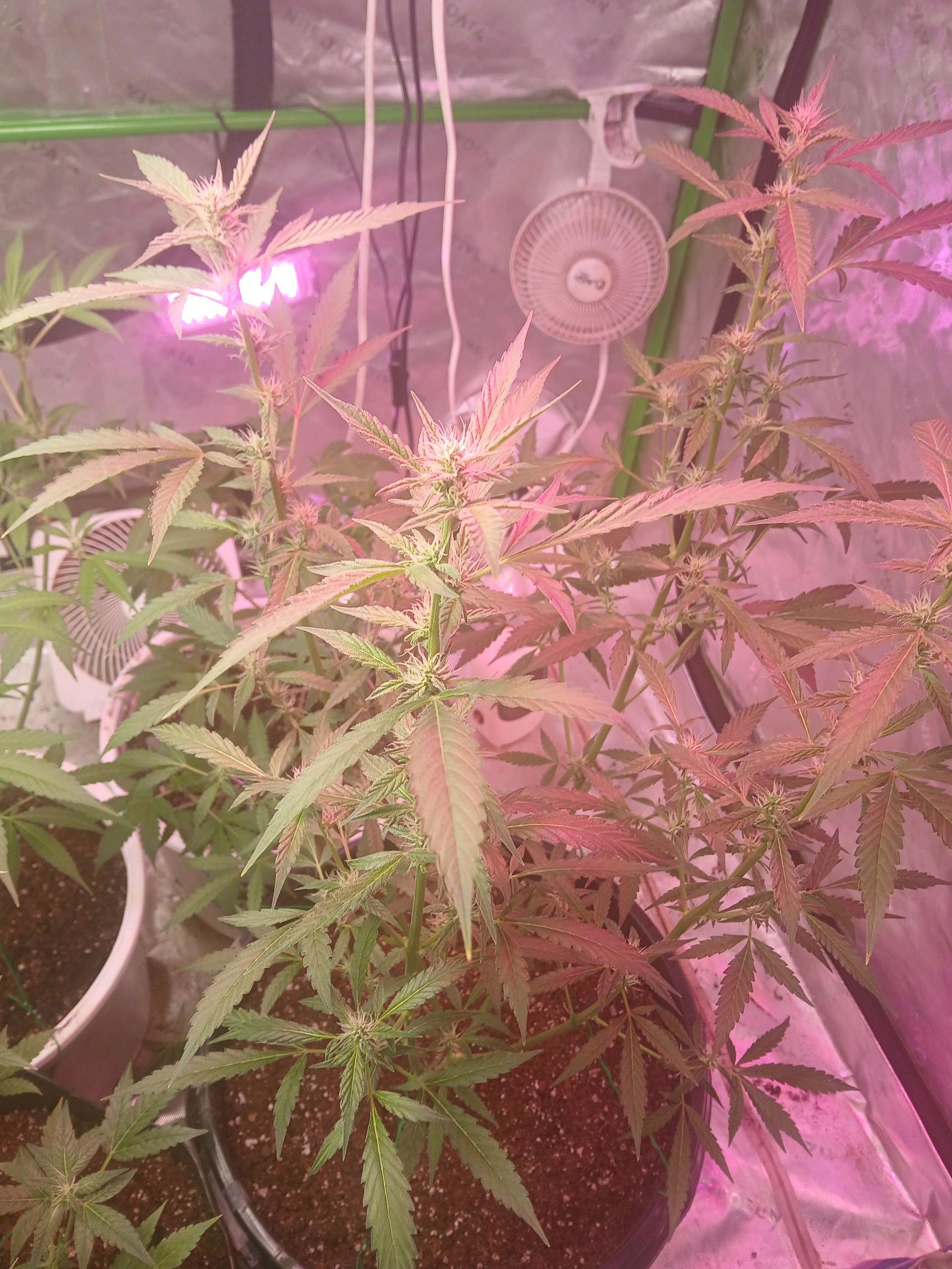 white runtz auto flower 