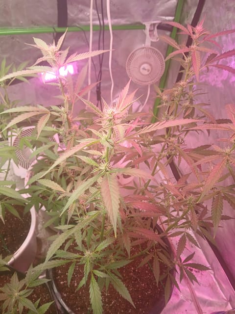 white runtz auto flower  — flower, day 1