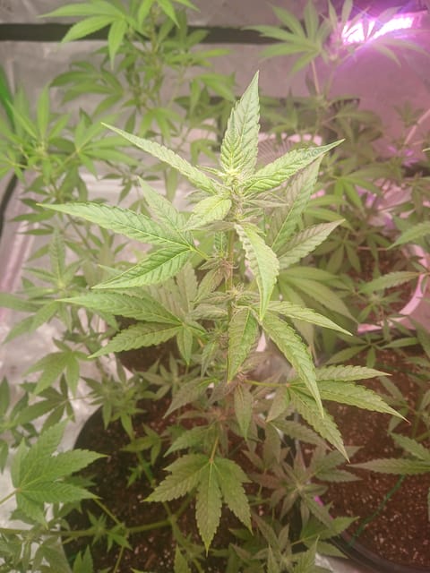 white runtz auto flower  — flower, day 1