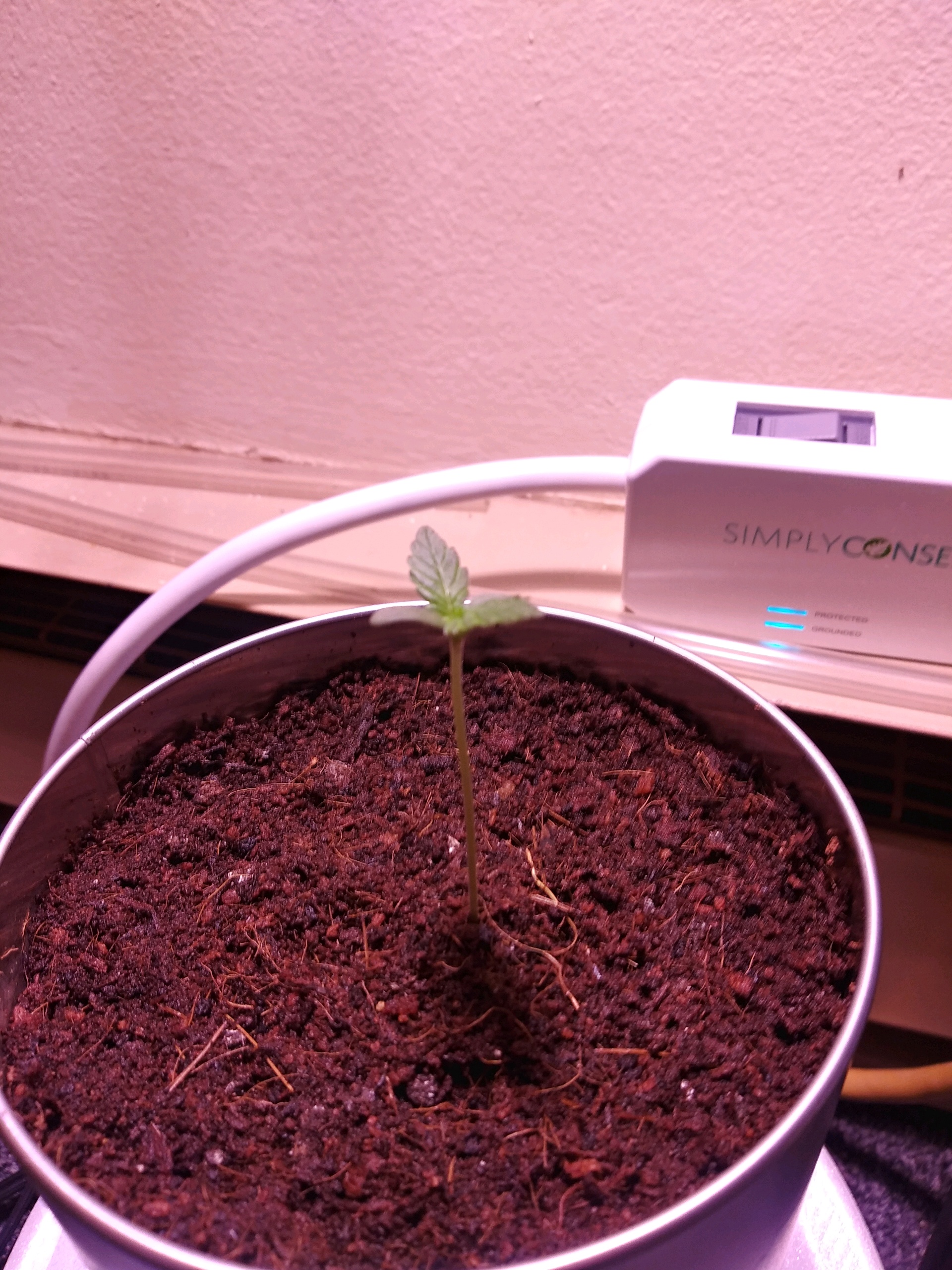 First Grow — seedling_rooting, day 15