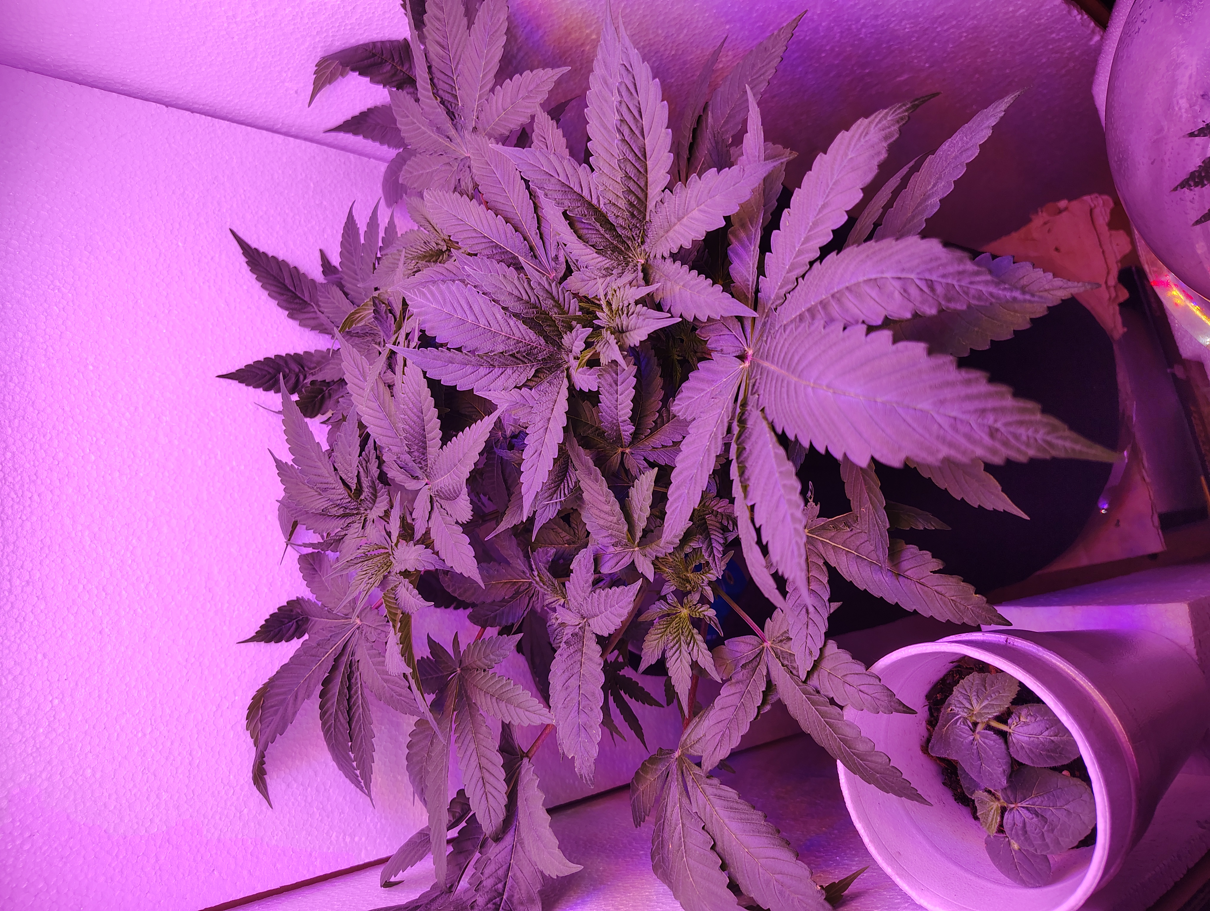 Rosa  — vegetative, day 1