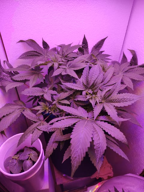 Rosa — vegetative, day 1