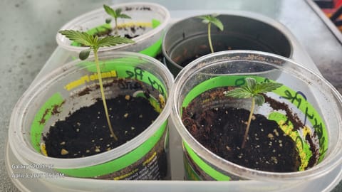 First Grow  — seedling_rooting, day 1