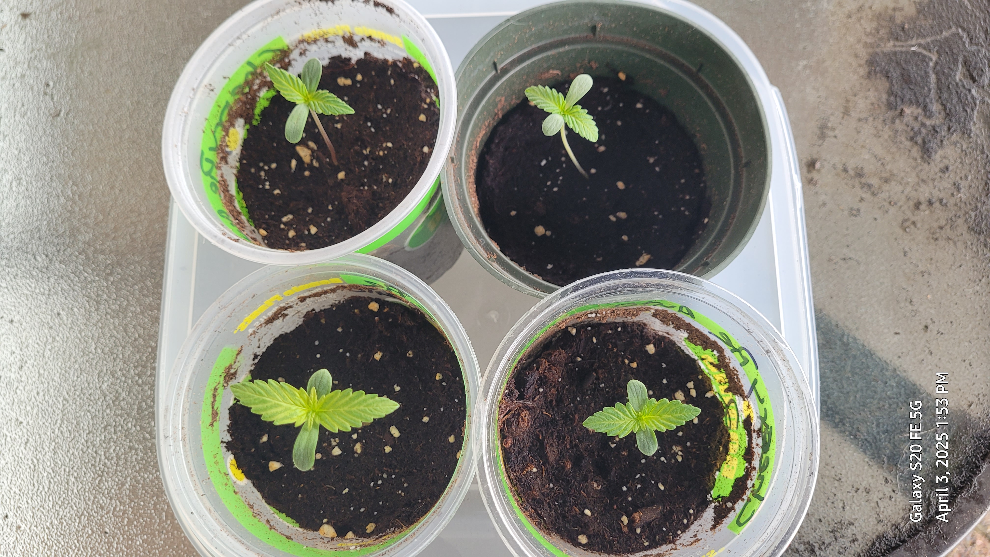 First Grow  — seedling_rooting, day 1