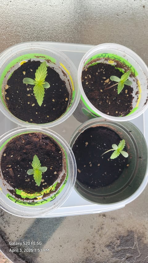 First Grow  — seedling_rooting, day 1