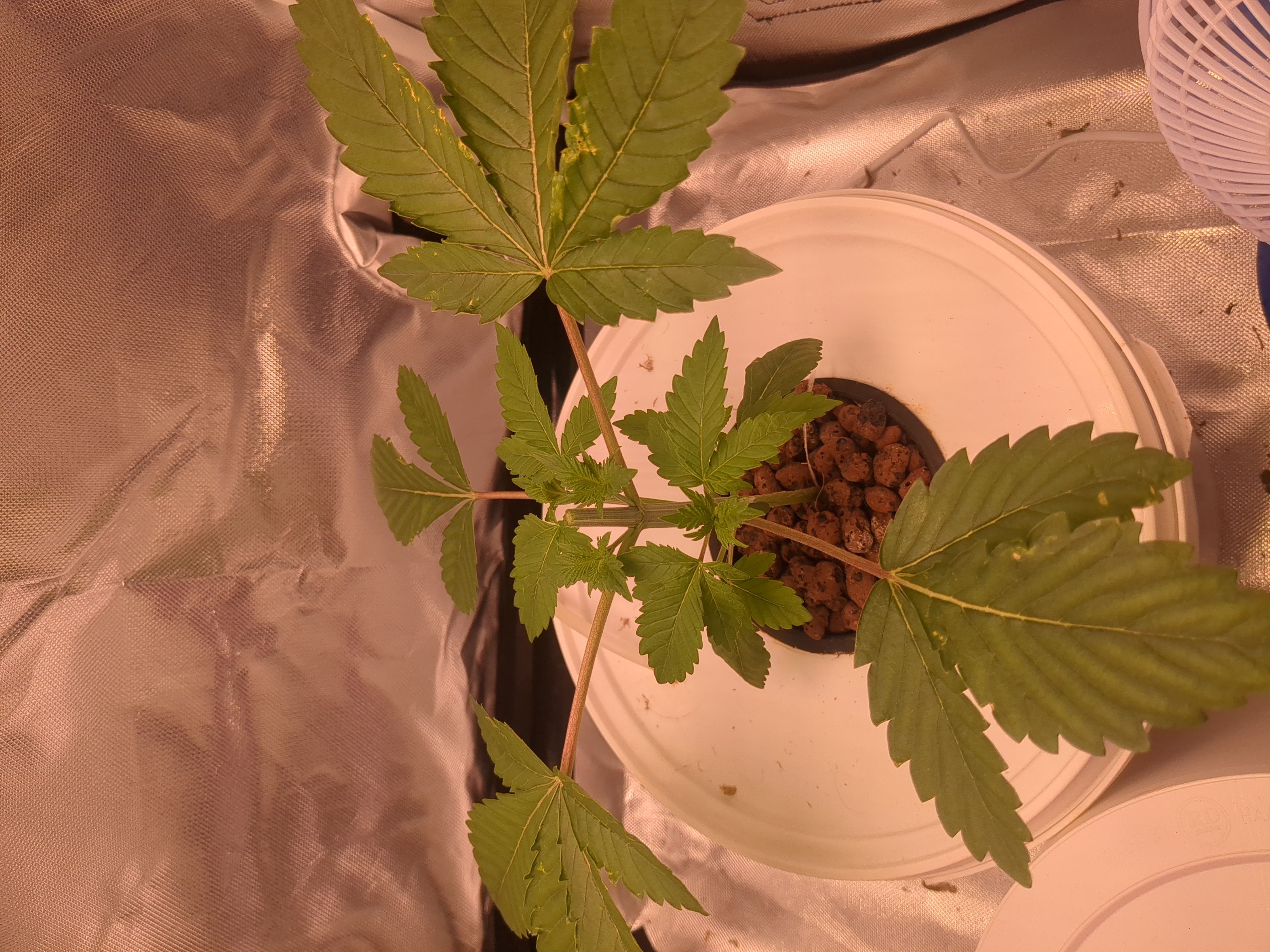 Winter 2024 — vegetative, day 14