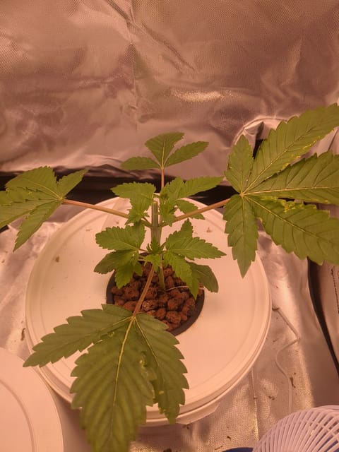 Winter 2024 — vegetative, day 14