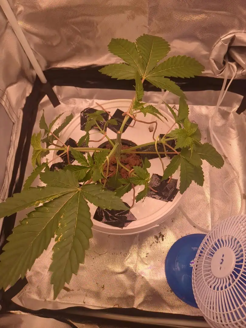 Winter 2024 — vegetative, day 17