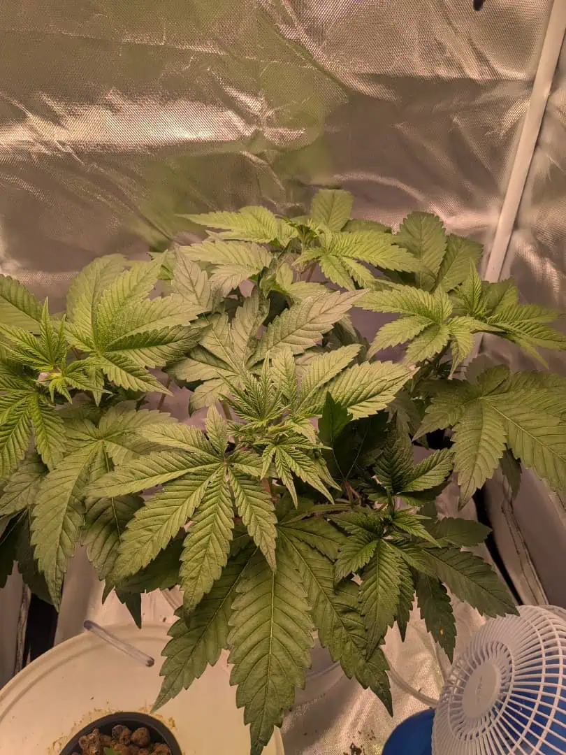 Winter 2024 — vegetative, day 25