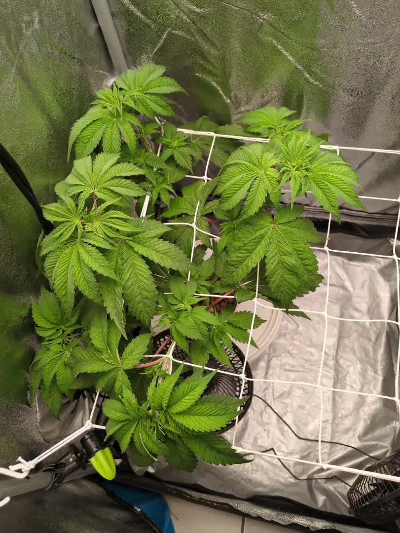 Winter 2024 — flower, day 30