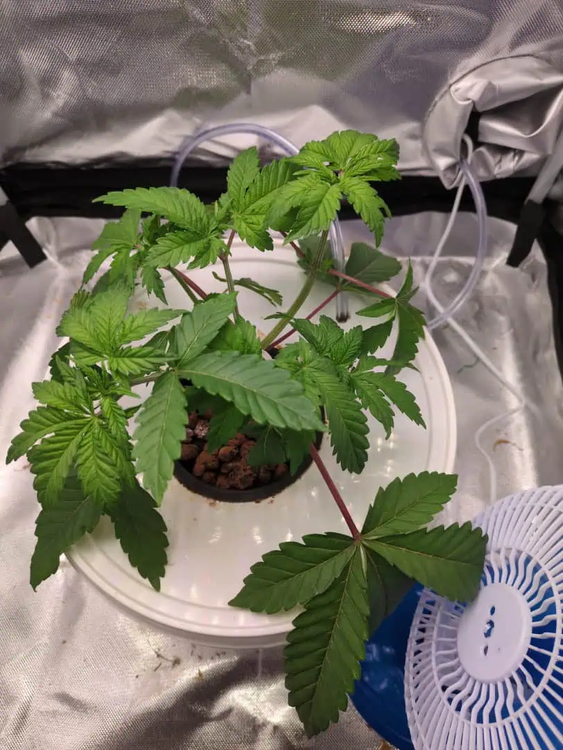 Winter 2024.2 — vegetative, day 21