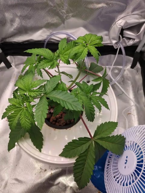 Winter 2024.2 — vegetative, day 21