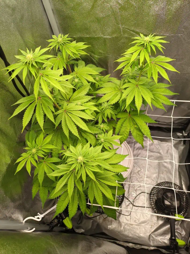 Winter 2024 — flower, day 45