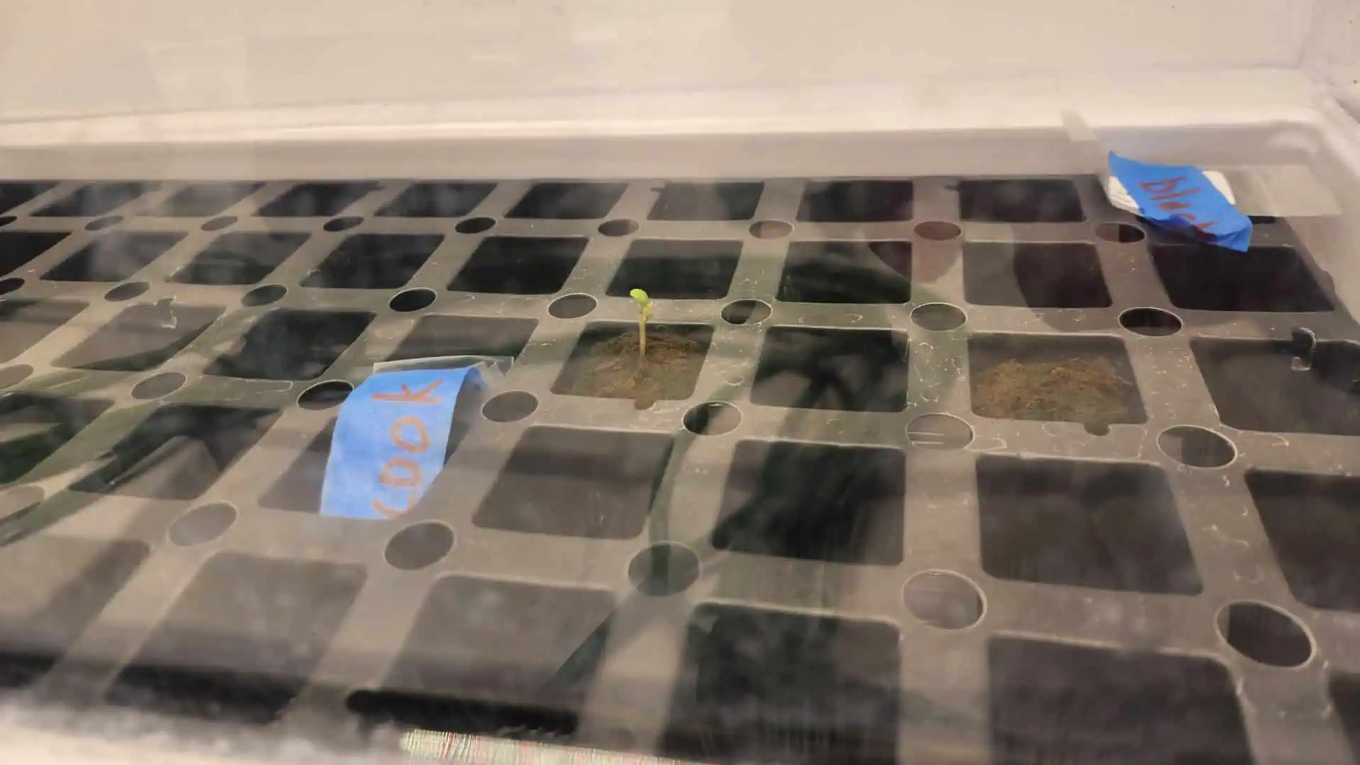 3rd run, 8 plant mom hunt - indoor top fed DTW with rockwool — germination, day 45