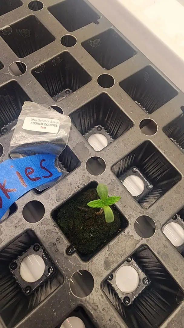 3rd run, 8 plant mom hunt - indoor top fed DTW with rockwool — germination, day 47