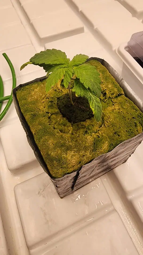 3rd run, 8 plant mom hunt - indoor top fed DTW with rockwool — vegetative, day 56