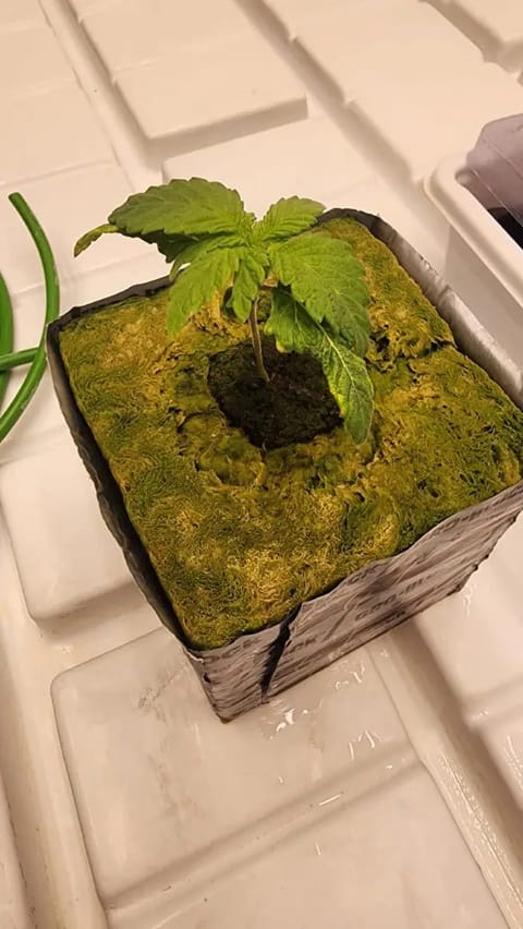 3rd run, 8 plant mom hunt - indoor top fed DTW with rockwool — vegetative, day 56