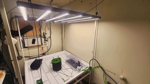 3rd run, 8 plant mom hunt - indoor top fed DTW with rockwool — vegetative, day 63