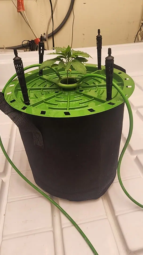 3rd run, 8 plant mom hunt - indoor top fed DTW with rockwool — vegetative, day 63