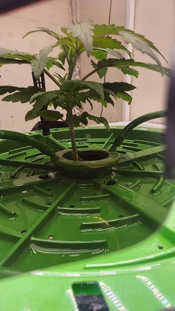 3rd run, 8 plant mom hunt - indoor top fed DTW with rockwool — vegetative, day 68