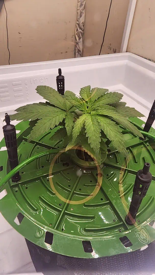3rd run, 8 plant mom hunt - indoor top fed DTW with rockwool — vegetative, day 68