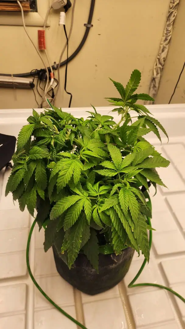 3rd run, 8 plant mom hunt - indoor top fed DTW with rockwool — vegetative, day 83