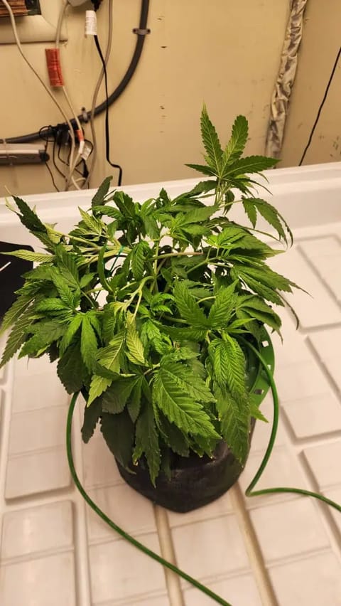 3rd run, 8 plant mom hunt - indoor top fed DTW with rockwool — vegetative, day 83
