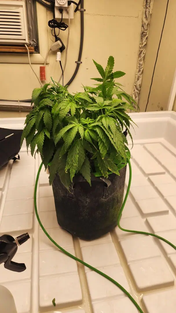 3rd run, 8 plant mom hunt - indoor top fed DTW with rockwool — vegetative, day 83