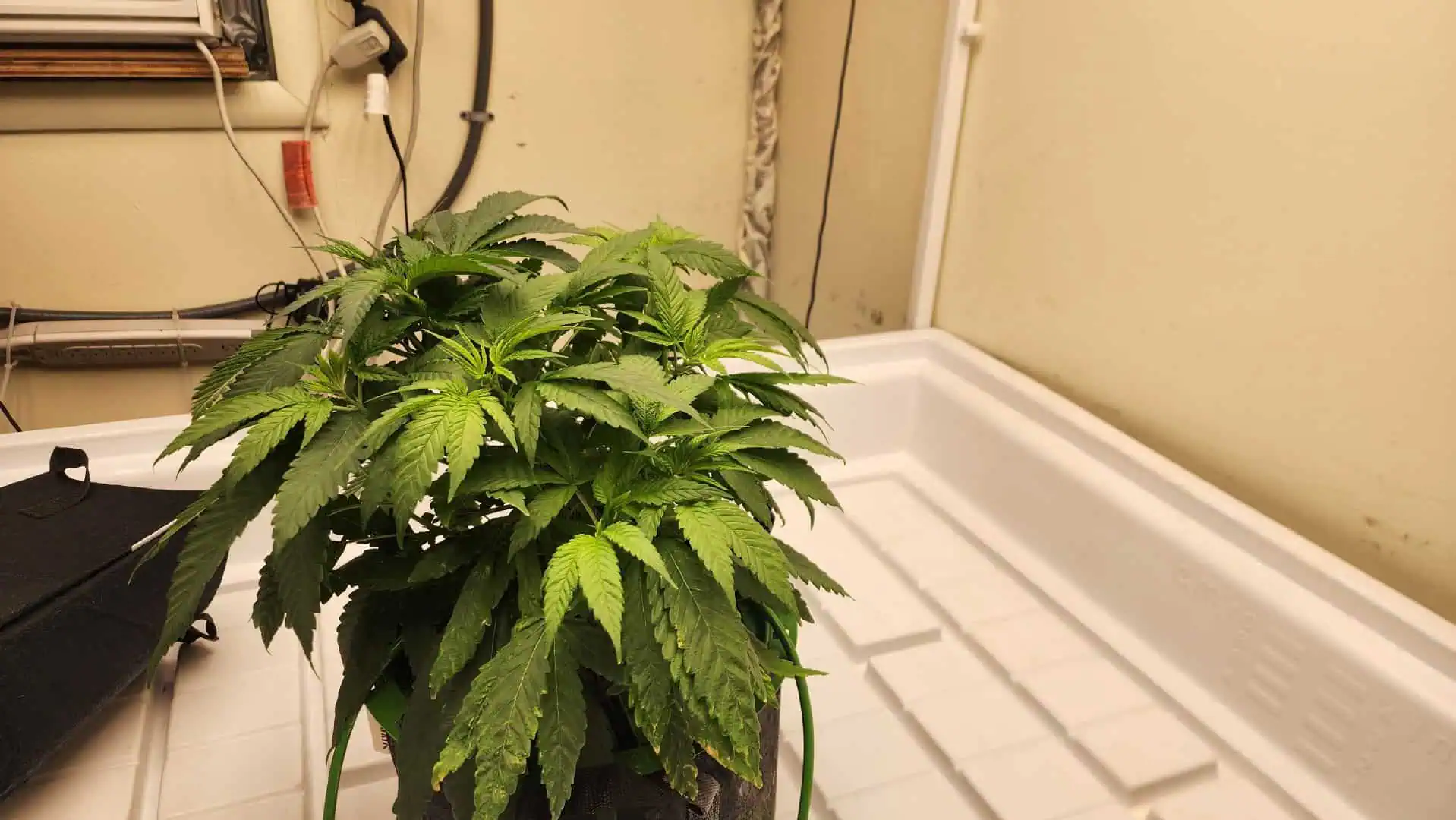 3rd run, 8 plant mom hunt - indoor top fed DTW with rockwool — vegetative, day 84