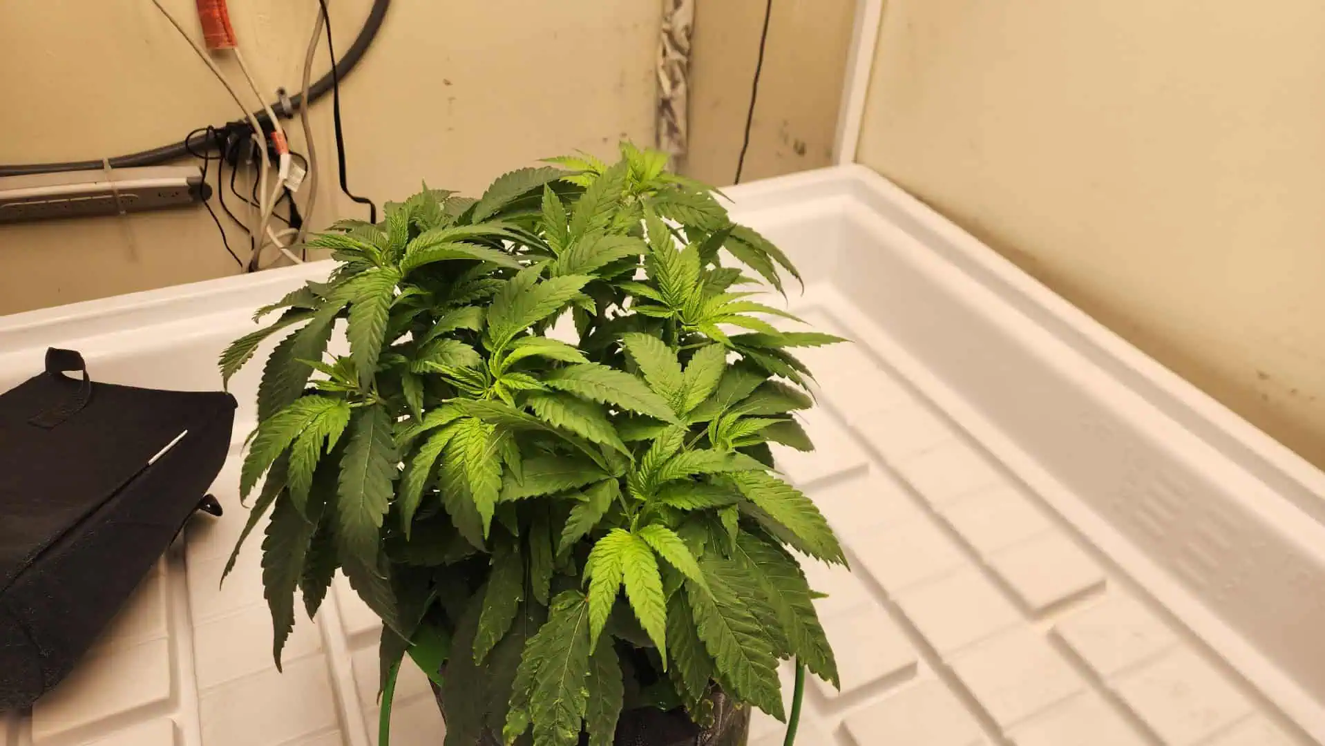 3rd run, 8 plant mom hunt - indoor top fed DTW with rockwool — vegetative, day 84