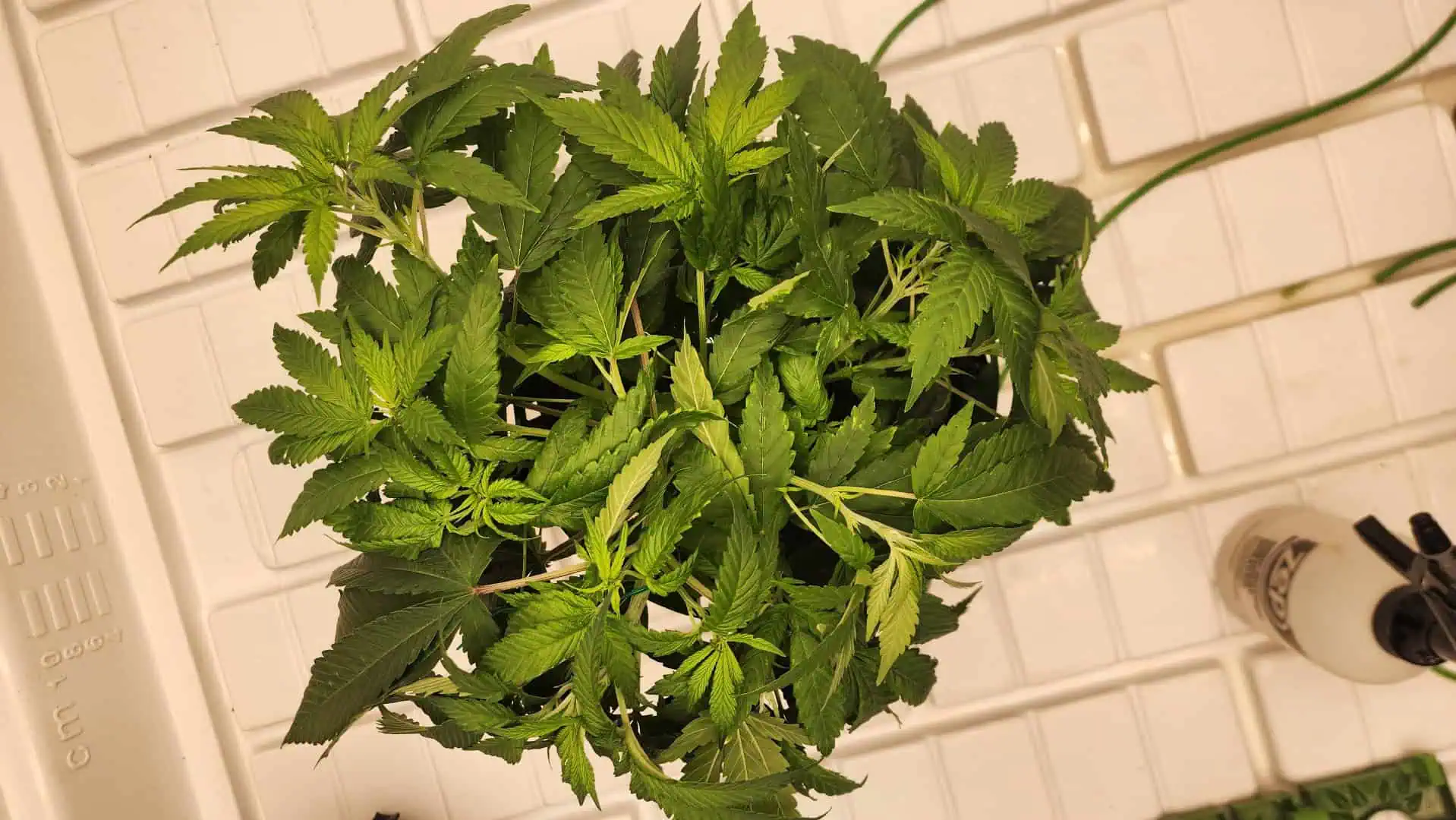 3rd run, 8 plant mom hunt - indoor top fed DTW with rockwool — vegetative, day 84