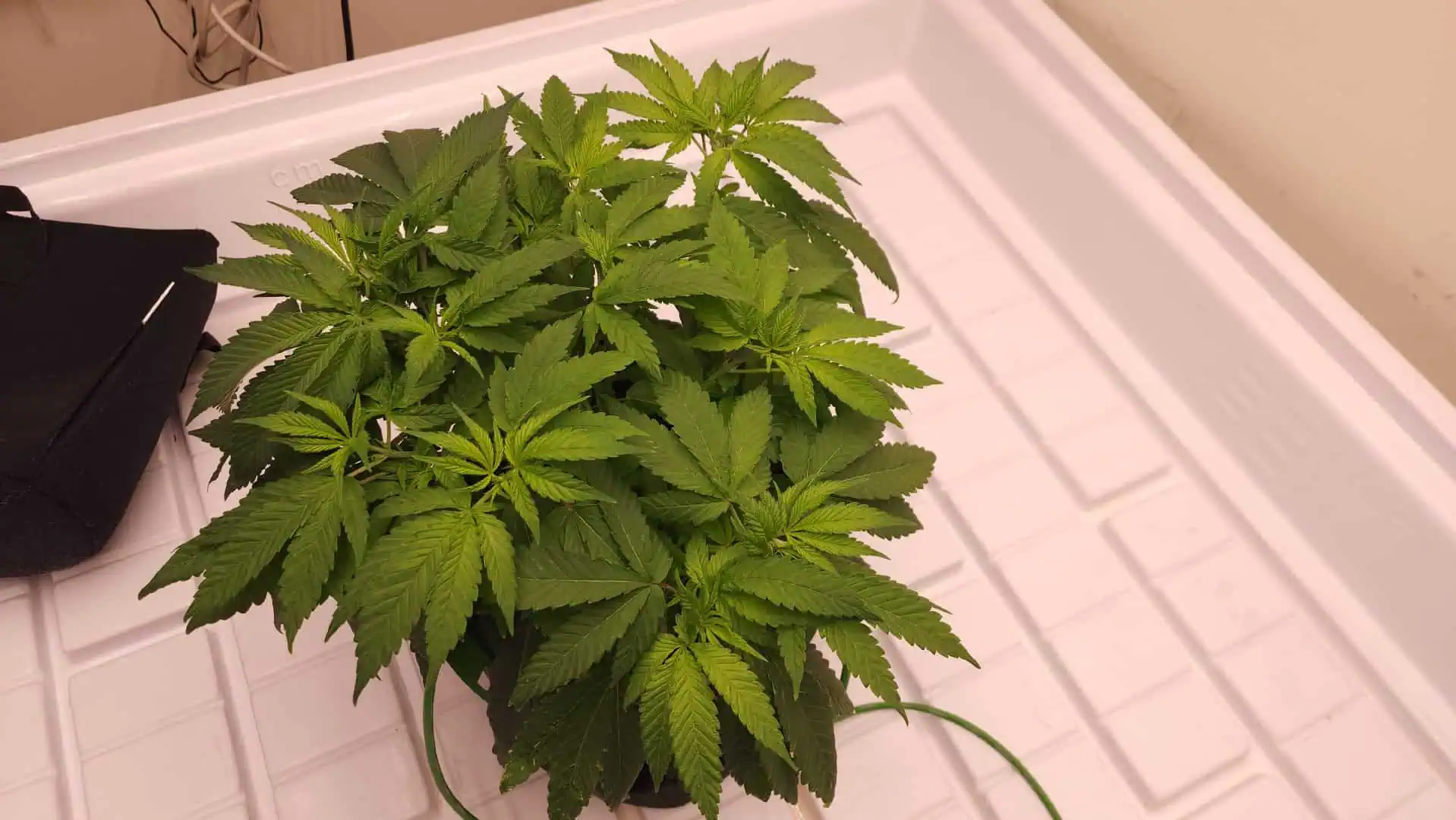 3rd run, 8 plant mom hunt - indoor top fed DTW with rockwool — vegetative, day 85