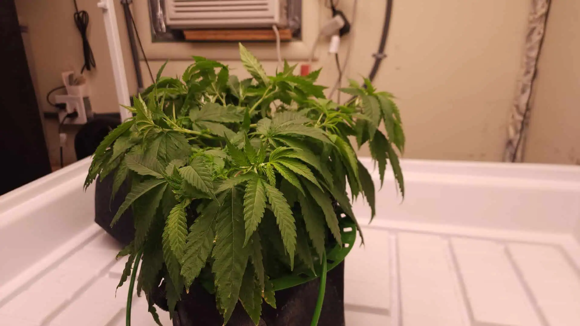 3rd run, 8 plant mom hunt - indoor top fed DTW with rockwool — vegetative, day 85