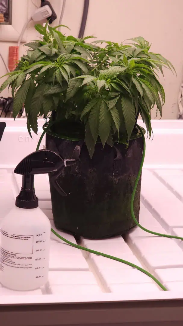 3rd run, 8 plant mom hunt - indoor top fed DTW with rockwool — vegetative, day 88