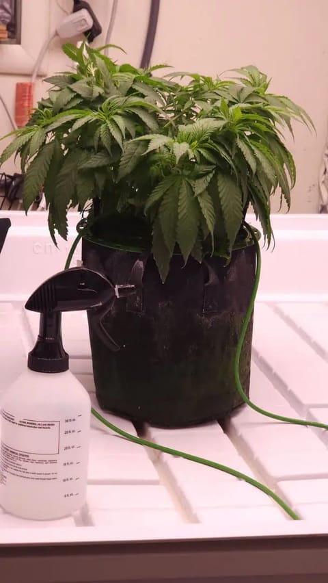 3rd run, 8 plant mom hunt - indoor top fed DTW with rockwool — vegetative, day 88